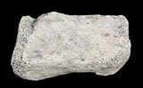 Hadrosaur Finger Bone - Alberta (Disposition #-) #71718-1